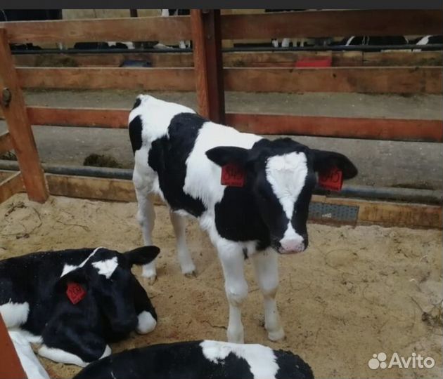 Телята бычки
