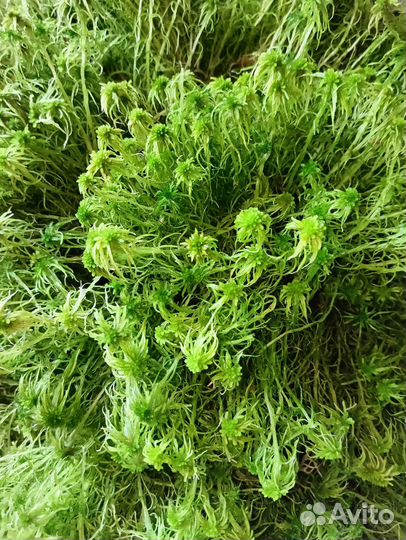 Мох сфагнум