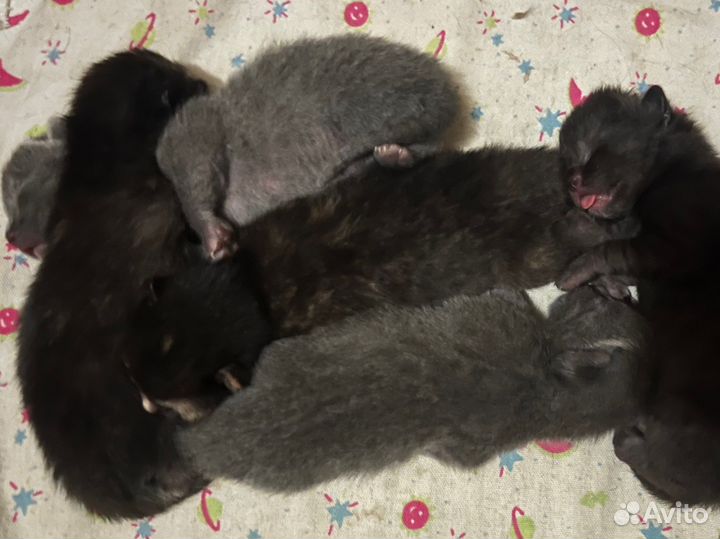 Котята в добрые руки