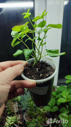 Мята сортовая