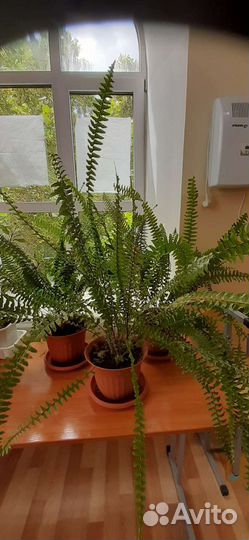 Папоротник нефролепис