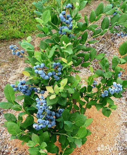 Голубика саженцы из питомника