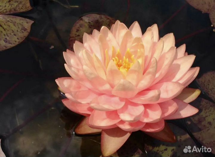 Нимфея Awesome