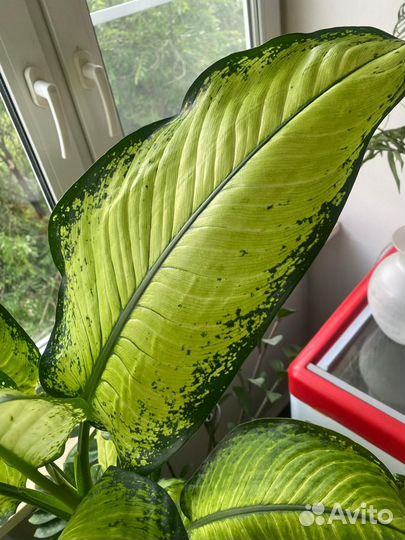 Диффенбахия