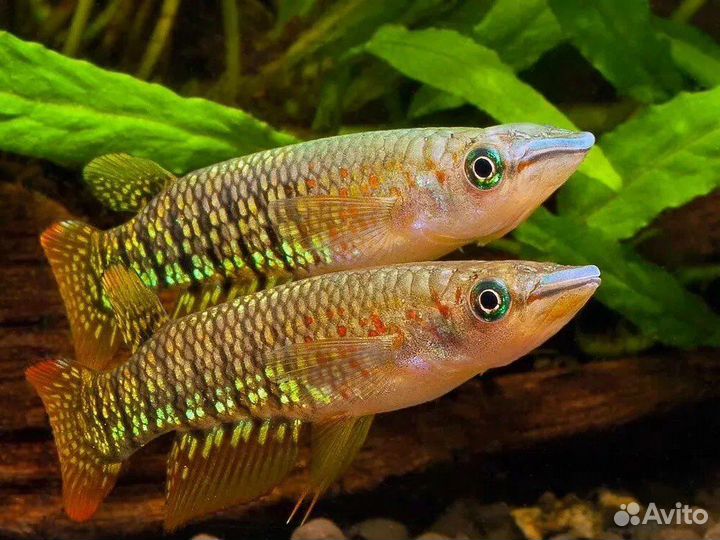 Барбусы и щучки