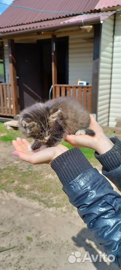 Отдам в добрые руки