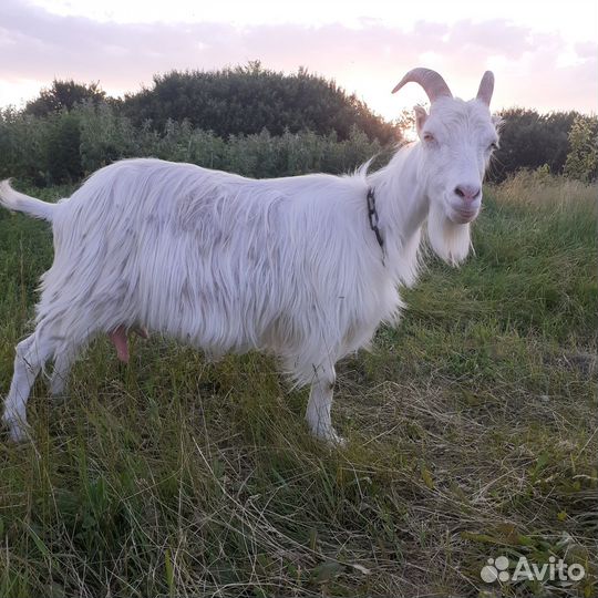 Коза дойная молочная и козлята