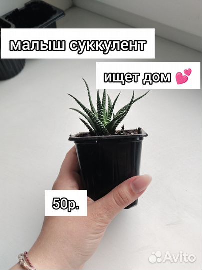 Кактусы и суккуленты
