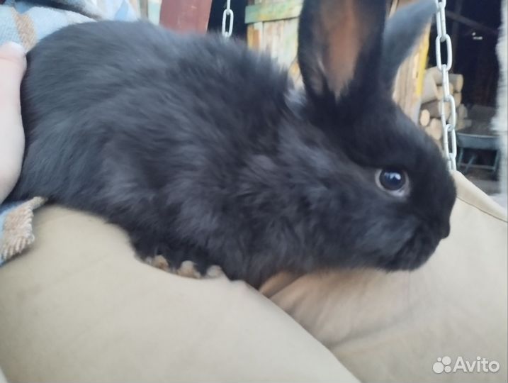 Крольчата мясные, для разведения