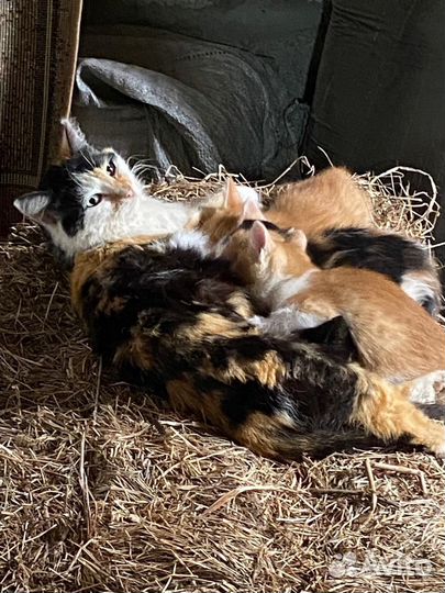 Котята в добрые руки