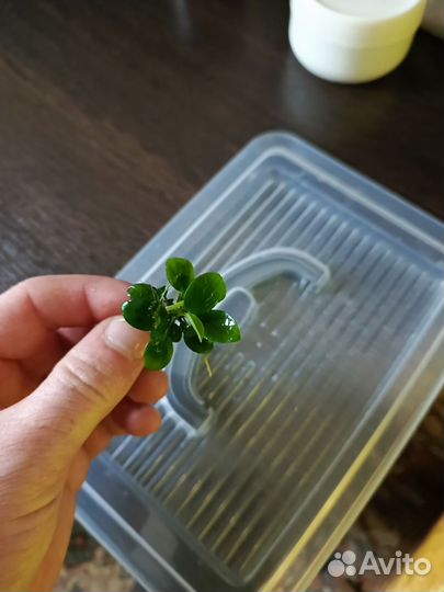 Аквариумное растение