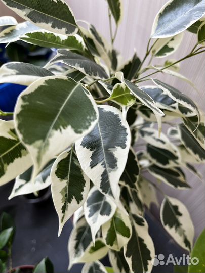 Фикус Твилайт