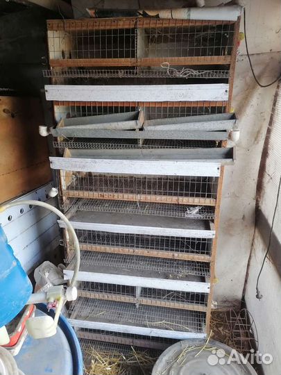 Клетка для перепелов, бруддер