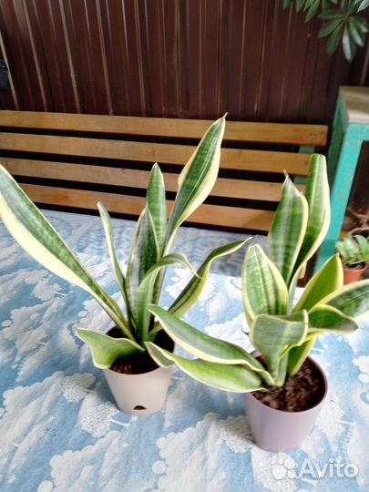 Сансевиерия Futura Superba(Футура Суперба)