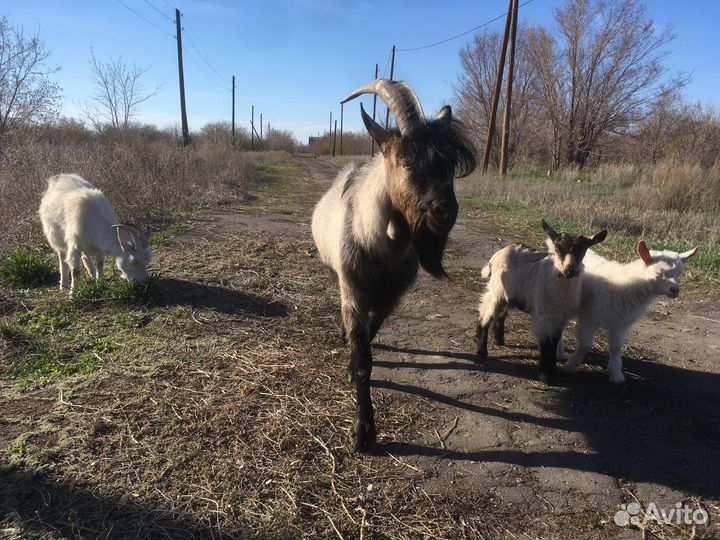 Семья козёл и коза с детьми