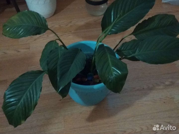 Спатифиллум