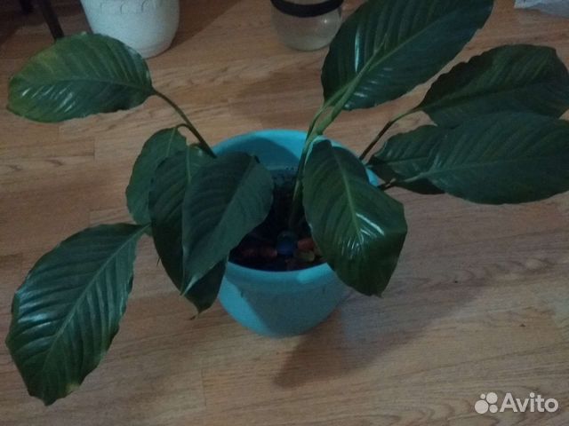 Спатифиллум