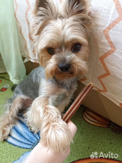 Йоркширский терьер вязка