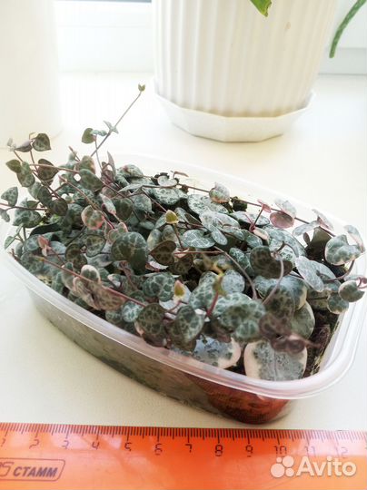 Церопегия Вуда вариегатная