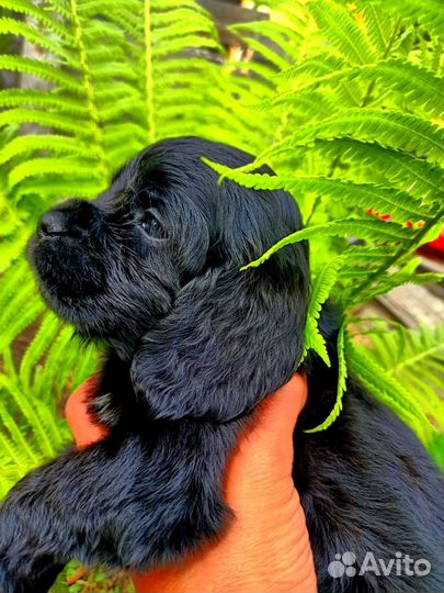 Спаниельки