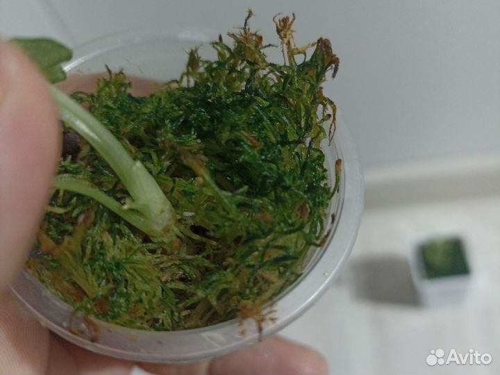 Алоказия блек вельвет/ниндзя вар