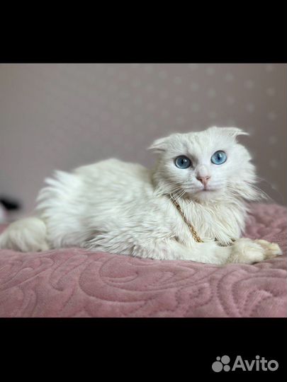Кошечка ищет дом