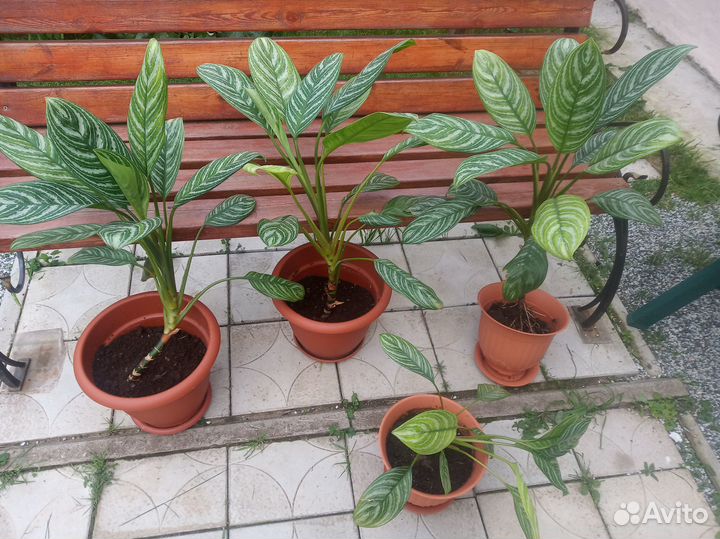 Аглоонема с горошком, комнатные цветы