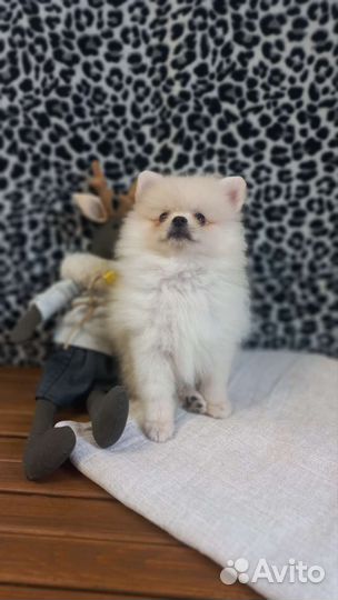 Щенки шпица