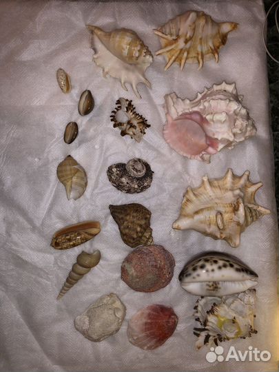 Морские ракушки раковины
