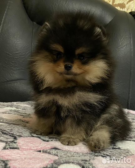 Шпиц девочка