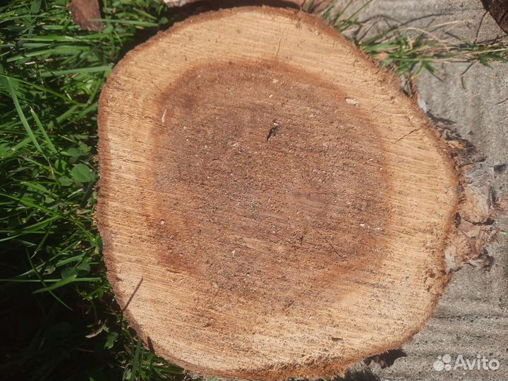 Спилы яблони