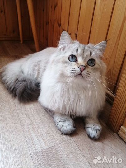 Длинношерстный британец