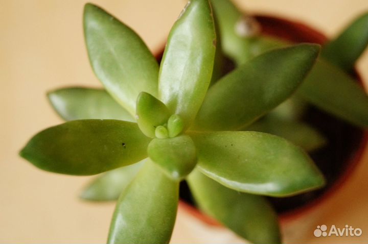 Седум Нуссбаумера