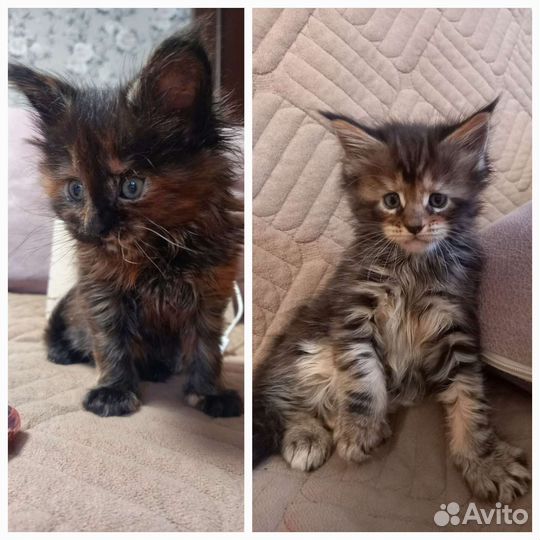 Котята мейн-кун