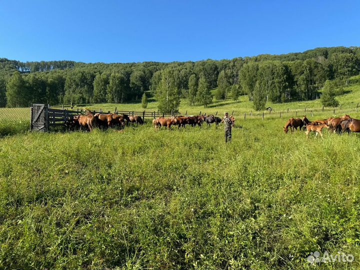 Продам лошадей