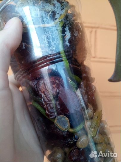 Орхидея фаленопсис