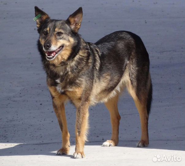 Собака в добрые руки