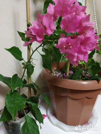 Комнатные цветы