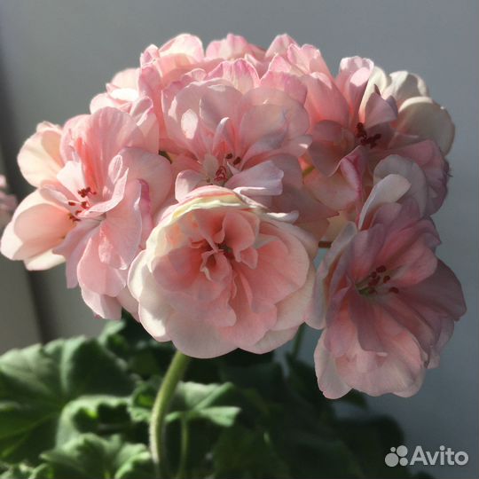 Пеларгония герань сортовая