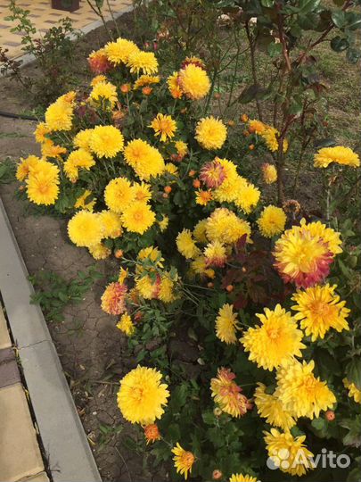 Хризантема