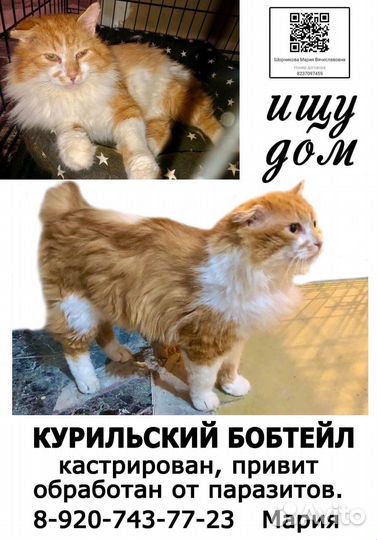 Курильский бобтейл Фокс