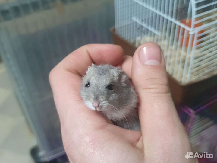 Джунгарский хомяк