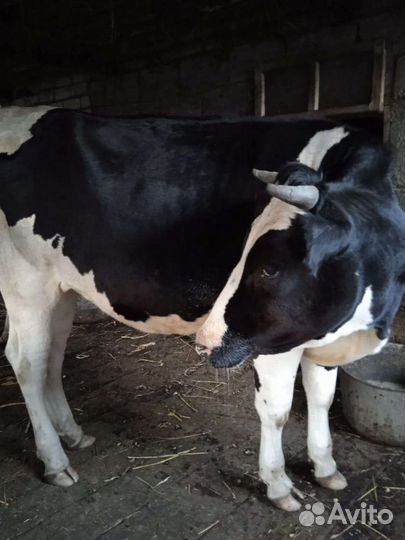 Продаю телок