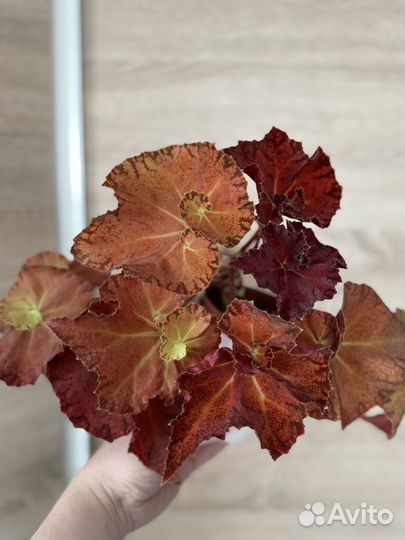 Бегония Марта стюарт