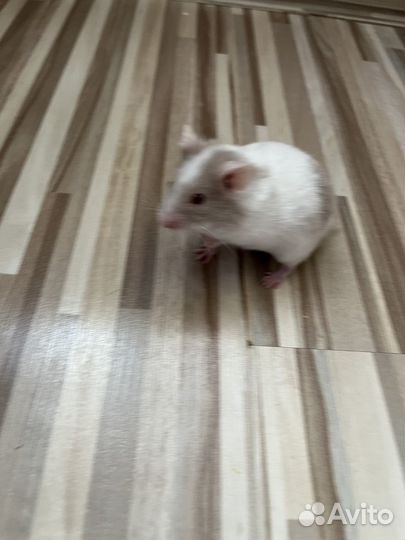 Сирийские хомячки