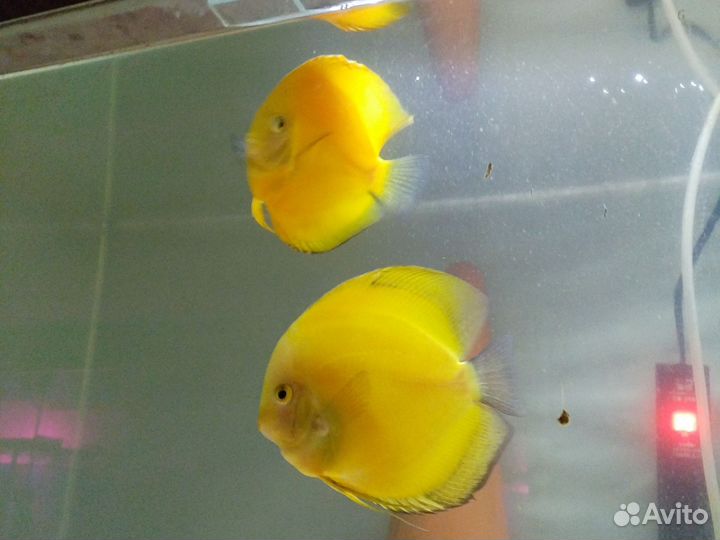 Дискусы пара