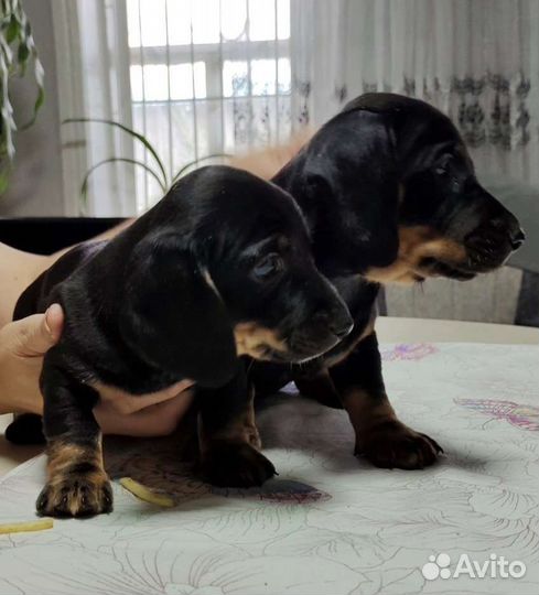 Щенки таксы