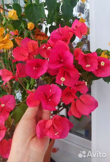 Бугенвиллия разные сорта