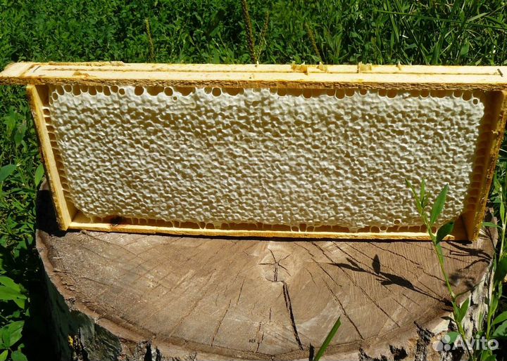 2024 Мёд натуральный с Алтая опт