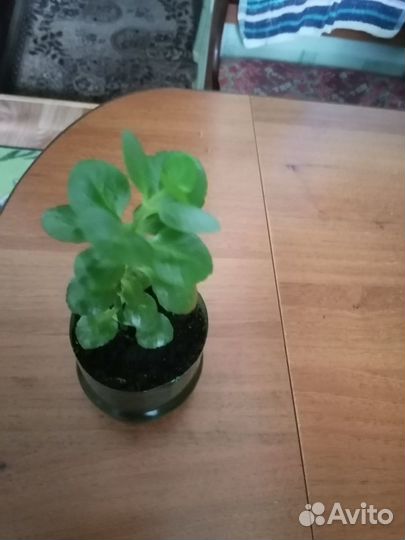 Продам цветы комнатные